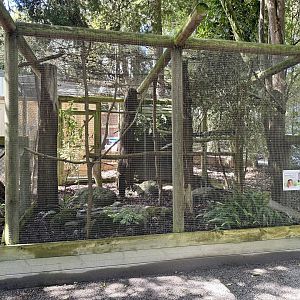 New Zealand Morepork Aviary (New)