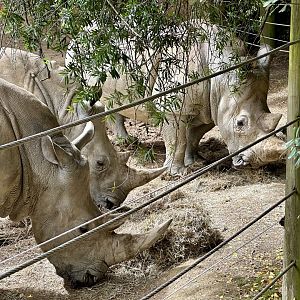 Southern White Rhinoceros (Cows)