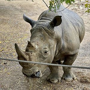 Southern White Rhinoceros (Bull)