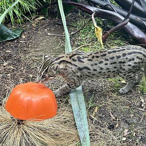 Fishing Cat (Sensory Enrichment)