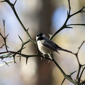 Carolina Chickadee