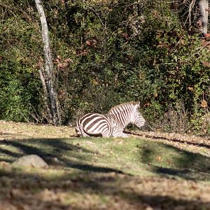 Plains Zebra