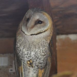 African barn owl
