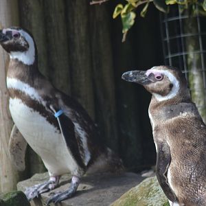 Magellanic penguins