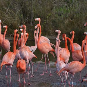 Caribbean flamingos