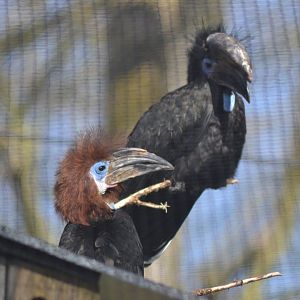 Black-casqued hornbills