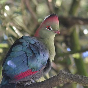 Fischer's turaco