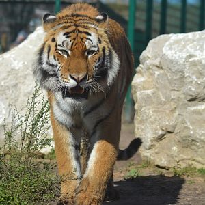Amur tiger Rusty