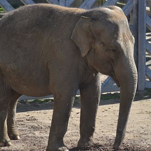 Asian elephant Noorjahan