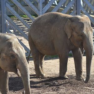Asian elephants Noorjahan and Tara