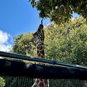 Giraffe Browsing From Tree