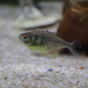 Hemigrammus pulcher?