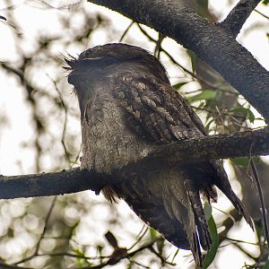 Tawny Frogmouth