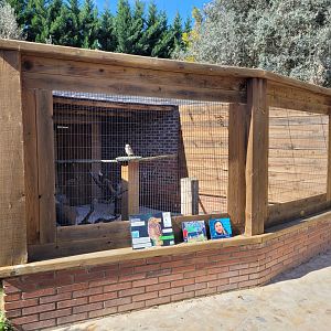 Burrowing owl exhibit -Tierra Rapaz (2024)