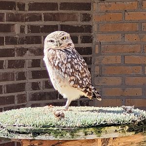 Burrowing owl -Tierra Rapaz (2024)