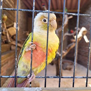 Yellow-sided parakeet -Tierra Rapaz (2024)