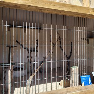 Western European barn owl exhibit -Tierra Rapaz (2024)