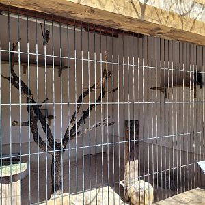 Chaco owl exhibit -Tierra Rapaz (2024)