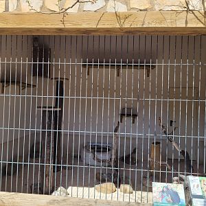 Western tawny owl exhibit -Tierra Rapaz (2024)