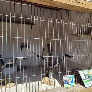 Brown wood owl exhibit -Tierra Rapaz (2024)