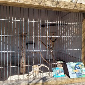 Spectacled owl exhibit -Tierra Rapaz (2024)