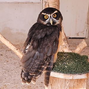 Spectacled owl -Tierra Rapaz (2024)