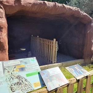 Siberian eagle-owl perches -Tierra Rapaz (2024)
