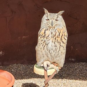 Siberian eagle-owl -Tierra Rapaz (2024)