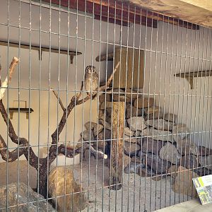 Verreaux eagle-owl exhibit -Tierra Rapaz (2024)