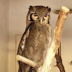 Verreaux eagle-owl -Tierra Rapaz (2024)