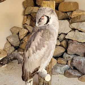 Verreaux eagle-owl -Tierra Rapaz (2024)