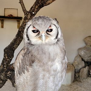 Verreaux eagle-owl -Tierra Rapaz (2024)