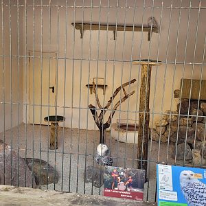 Snowy owl exhibit -Tierra Rapaz (2024)