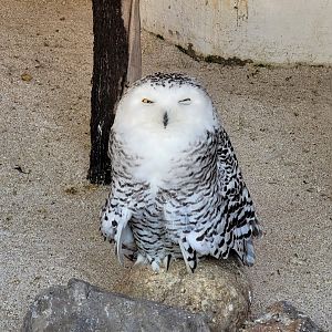 Snowy owl -Tierra Rapaz (2024)