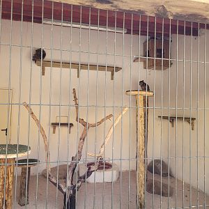 African spotted owl exhibit -Tierra Rapaz (2024)