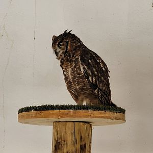 African spotted owl -Tierra Rapaz (2024)