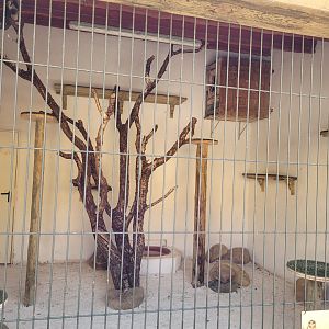 Band-bellied owl exhibit -Tierra Rapaz (2024)