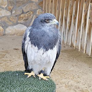 Black-chested buzzard-eagle -Tierra Rapaz (2024)