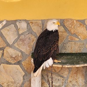 Bald eagle -Tierra Rapaz (2024)