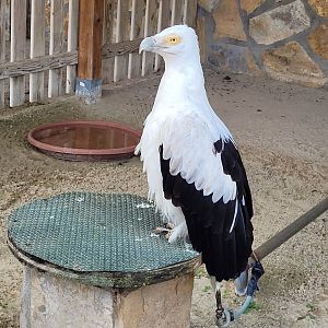 Palm-nut vulture -Tierra Rapaz (2024)