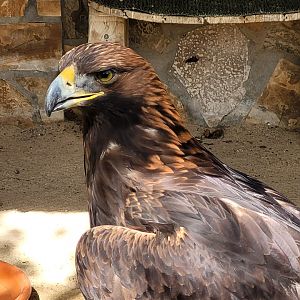 Manchurian golden eagle -Tierra Rapaz (2024)