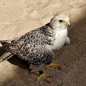 Gyrfalcon -Tierra Rapaz (2024)