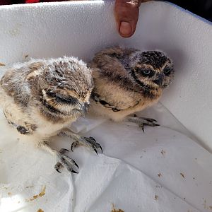 Burrowing owls -Tierra Rapaz (2024)