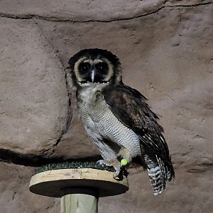 Brown wood owl -Tierra Rapaz (2024)