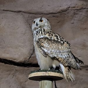 Siberian eagle-owl -Tierra Rapaz (2024)