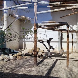 European white stork, Yellow-billed stork and Scarlet ibis exhibit -Tierra Rapaz (2024)