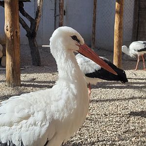 European white stork -Tierra Rapaz (2024)
