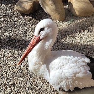 European white stork -Tierra Rapaz (2024)