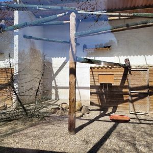 Black kite exhibit -Tierra Rapaz (2024)