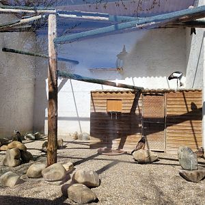 Eastern grey-crowned crane and Red kite exhibit -Tierra Rapaz (2024)